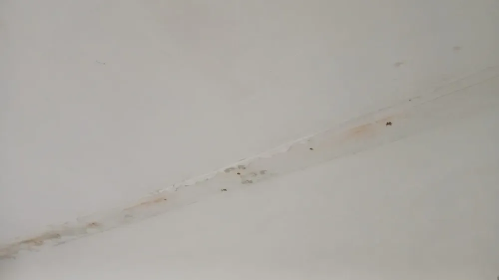 Plafonnage et gyproc (29)